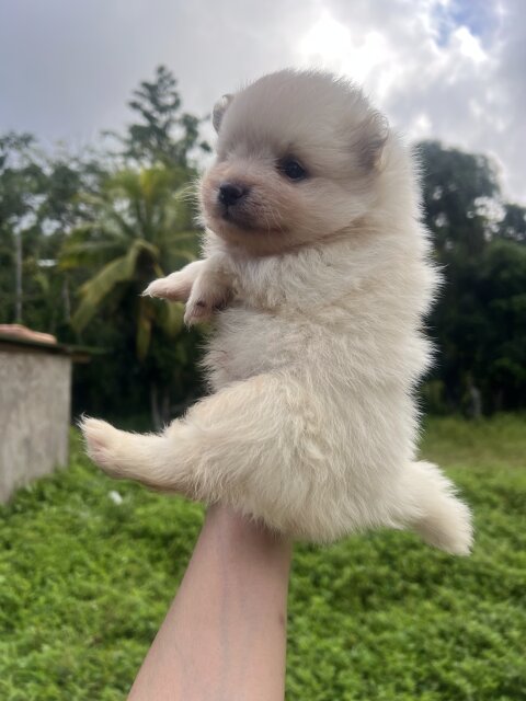 WHITE POMERANIAN FOR SALE IN JAMAICA