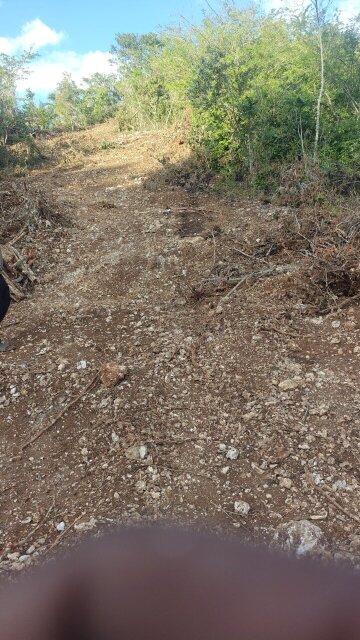 1/4 Acre (2.5 Square) Land Cedar Grove, Linstead St. Catherine