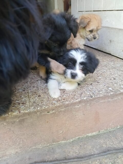Shihtzu Puppies Dogs Kingston