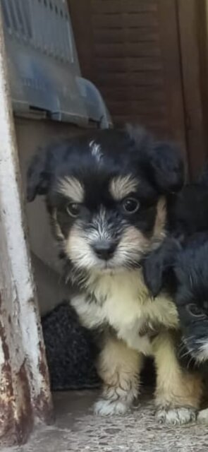 Shihtzu Puppies