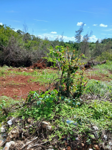 1/4 Acre Lot In Newport