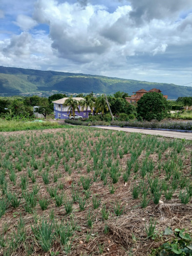 SEAVIEW 1/4 Acre Lot Junction Land Junction