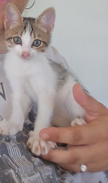 Gorgeous Bengal Mix Kitten