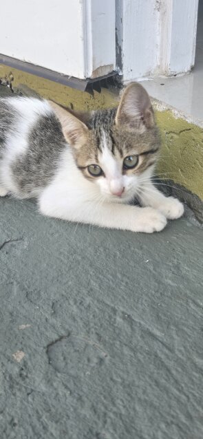 Gorgeous Bengal Mix Kitten