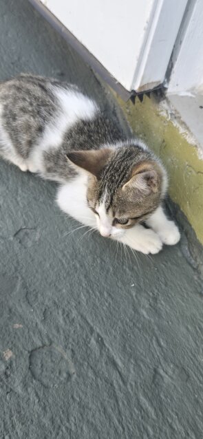 Gorgeous Bengal Mix Kitten