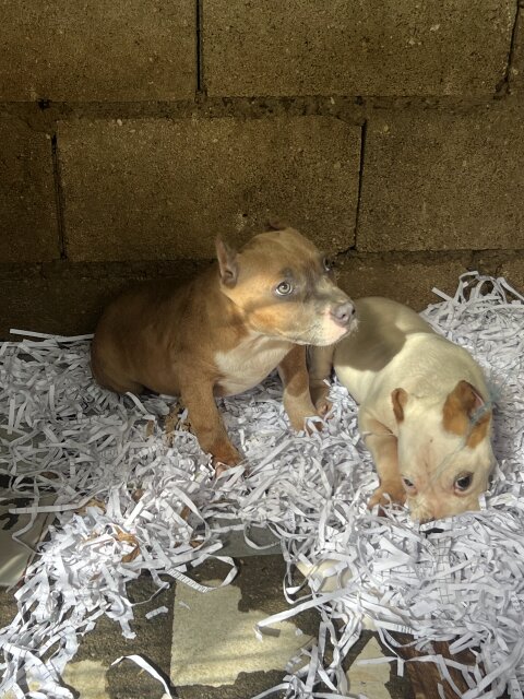 Bully Pit Males Only Dogs Half Way 3