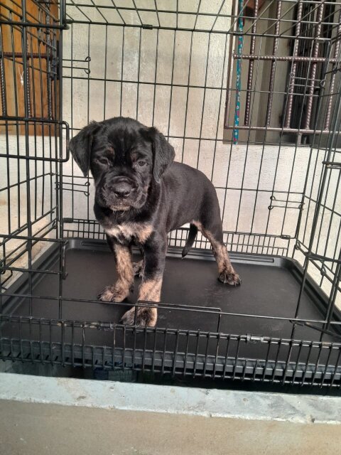 Mastiff Mix Rottweiler Pupies Dogs Old Habour