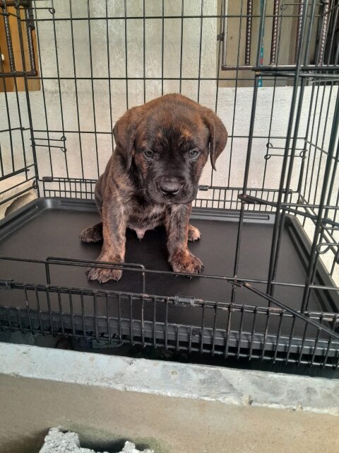 Mastiff Mix Rottweiler Pupies