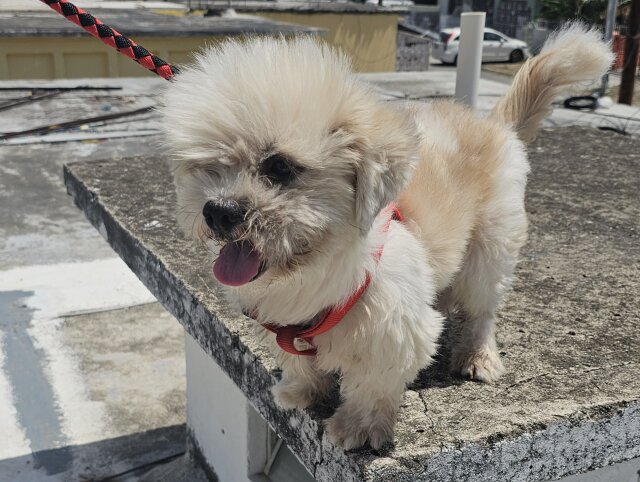 4 Year Old Shih Tzu Male Dog For Sale Dogs Greater Portmore