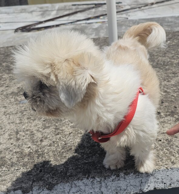 4 Year Old Shih Tzu Male Dog For Sale