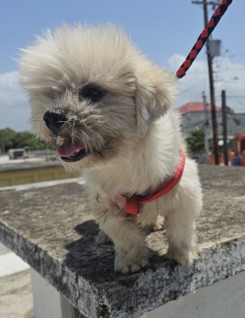 4 Year Old Shih Tzu Male Dog For Sale
