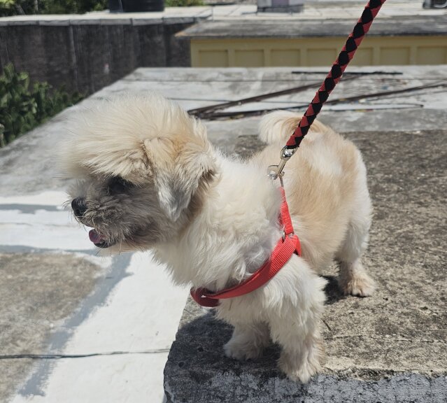 4 Year Old Shih Tzu Male Dog For Sale
