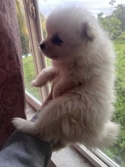 Online Pet Store Pomeranian Puppy For Sale
