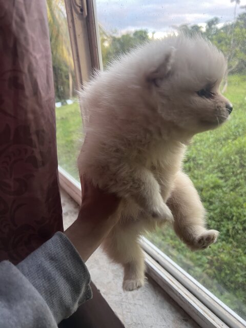 Online Pet Store Pomeranian Puppy For Sale Dogs Kingston