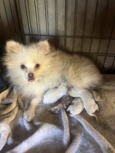 White Pomeranian For Sale Dogs Kingston