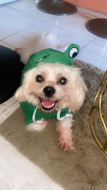 Shih Tzu/ Pomerian/Stud Service Dogs Constant Spring 