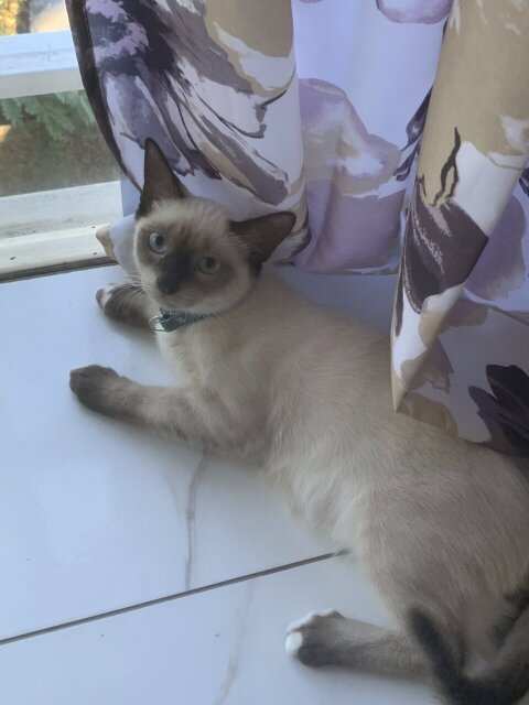 Mix 9 Months Siamese For Sale Cats Kengsington Crecent