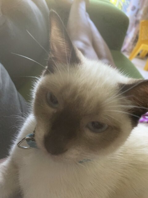 Mix 9 Months Siamese For Sale