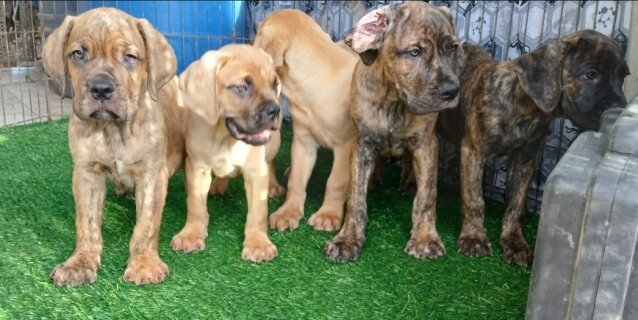 Hybrid Mastiff For Sale 80k