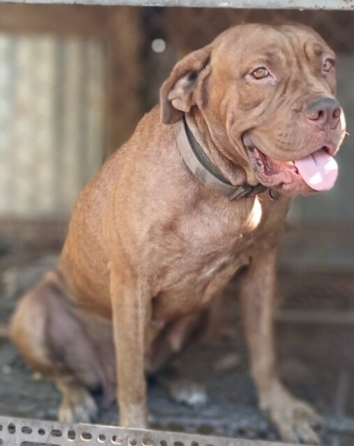 Hybrid Mastiff For Sale 80k