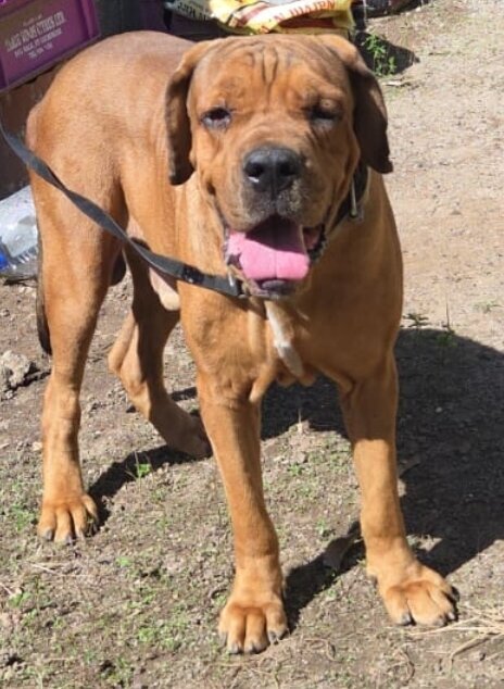 Hybrid Mastiff For Sale 80k