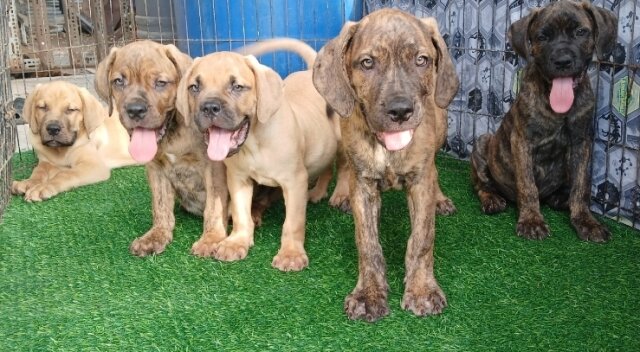 Hybrid Mastiff For Sale 80k