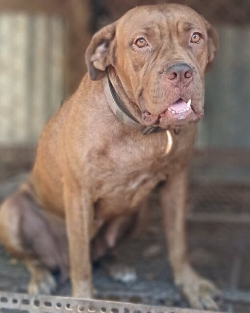 Hybrid Mastiff For Sale 80k