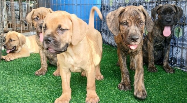 Hybrid Mastiff For Sale 80k