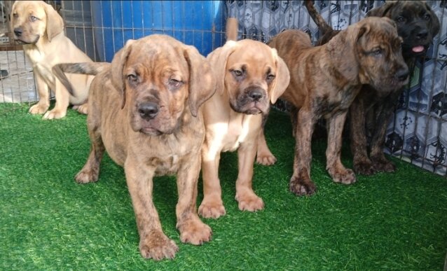 Hybrid Mastiff For Sale 80k