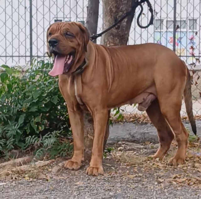 Hybrid Mastiff For Sale 80k Dogs Vineyard Town