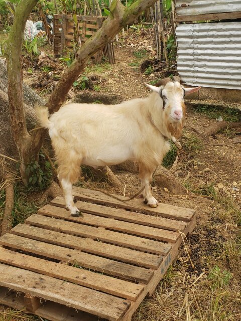 Native Ram Available Livestock Montego Bay
