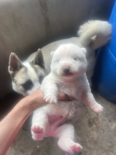 AKITA PUPPY FOR SALE IN JAMAICA Dogs Kingston