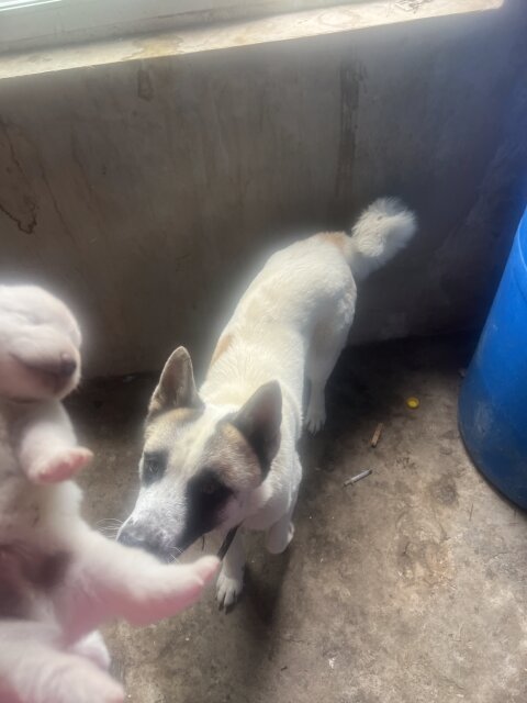 AKITA PUPPY FOR SALE IN JAMAICA
