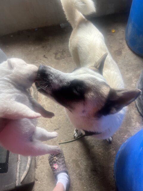 AKITA PUPPY FOR SALE IN JAMAICA