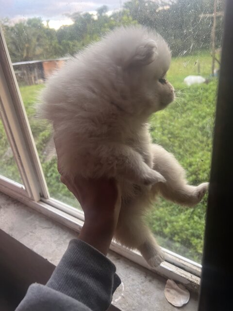 Pomeranian Puppy For Sale