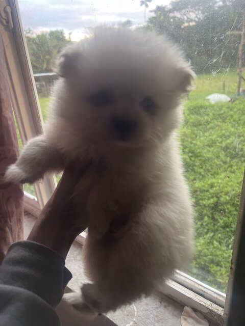 Pomeranian Puppy For Sale