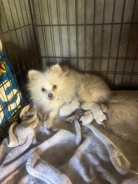 Pomeranian Puppy For Sale