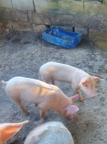 Baby Pigs For Sale Livestock Montego Bay