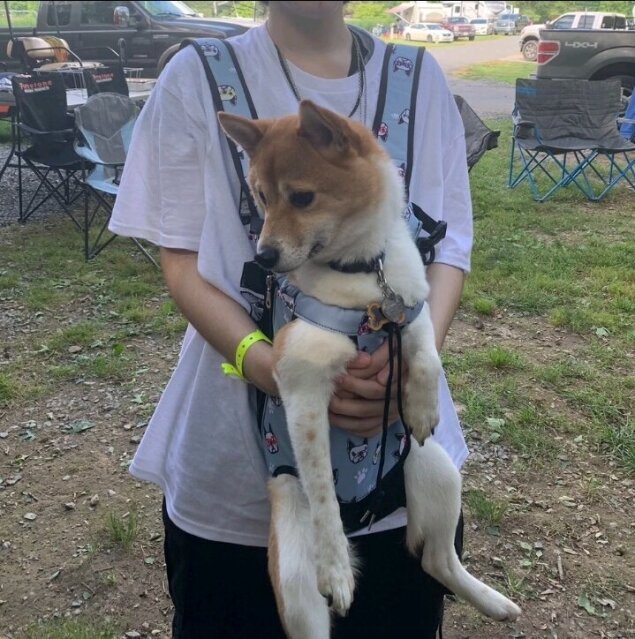 Dog Carrier