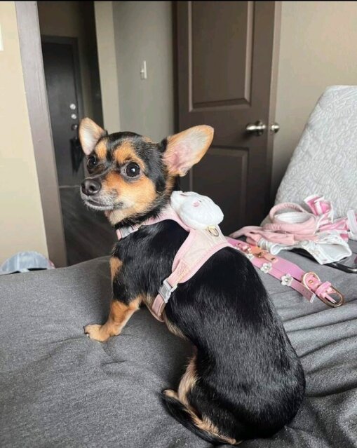 Pet Harness