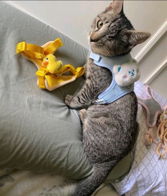 Pet Harness