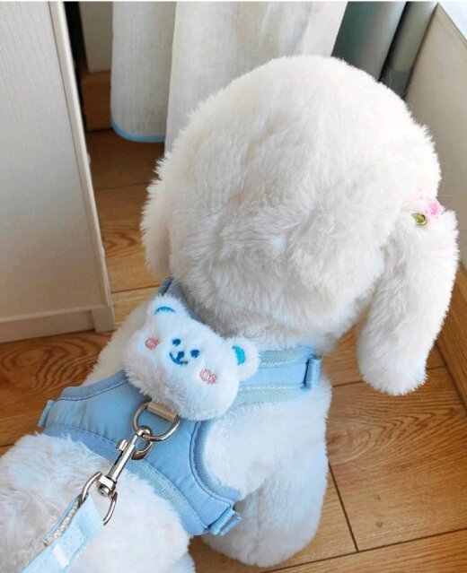 Pet Harness Pet Accessories Anywhere