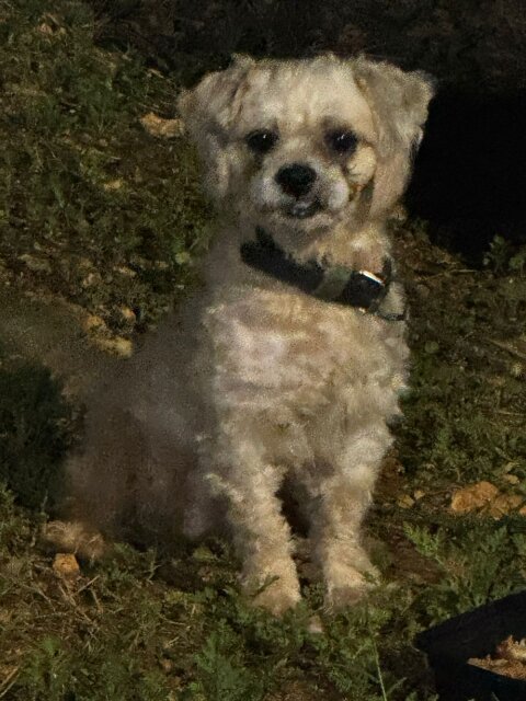 Male Shih Tzu For Sale