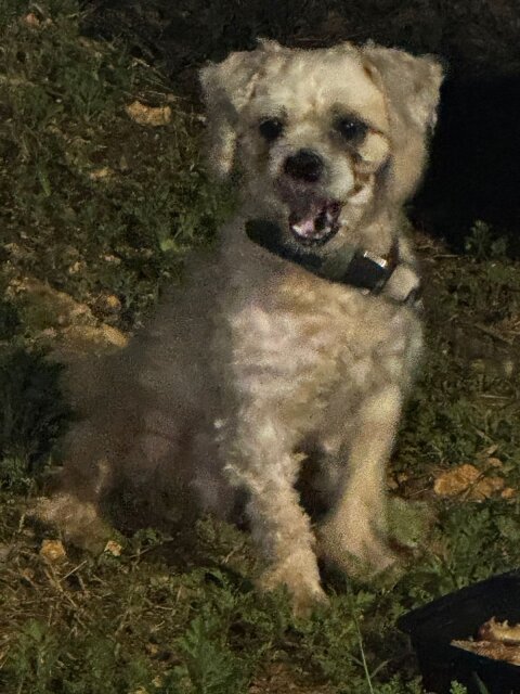 Male Shih Tzu For Sale