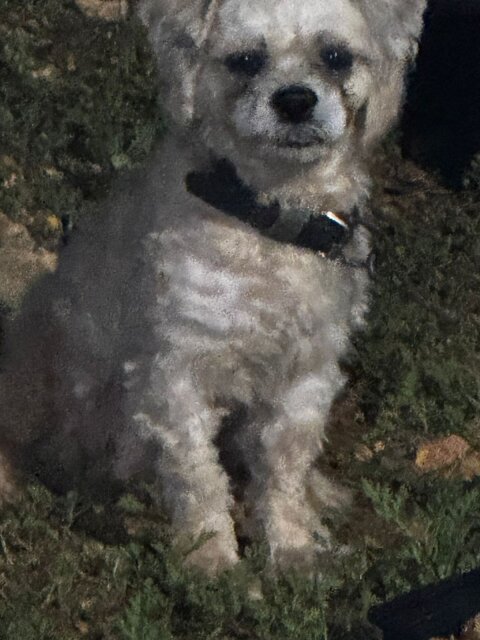 Male Shih Tzu For Sale