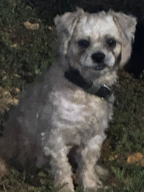 Male Shih Tzu For Sale Dogs St. Catherine