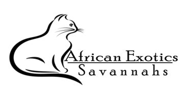 Affordable Savannah Cat Pricing & Healthy Kittens Cats Park Forest, IL 60452