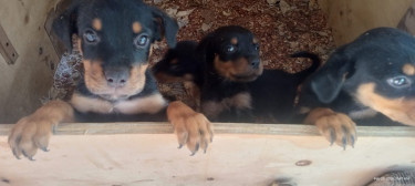 Pure Bred Rottweiler Puppies Dogs Montego Bay 