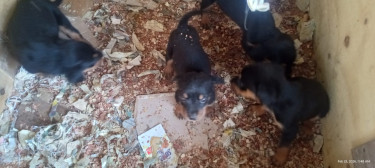 Pure Bred Rottweiler Puppies