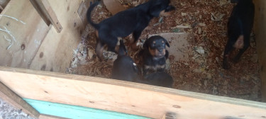 Pure Bred Rottweiler Puppies